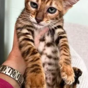 Giocattolo femmina in vendita in Italia