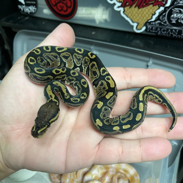 Pitone re bambino - immagine 2