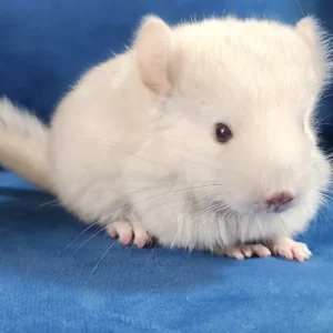 Cincillà femmina adulta in vendita in Italia