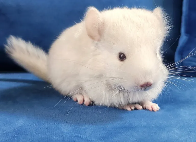 Cincillà femmina adulta in vendita in Italia