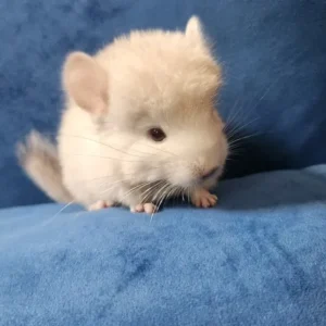 Alternative view of Cincillà femmina adulta