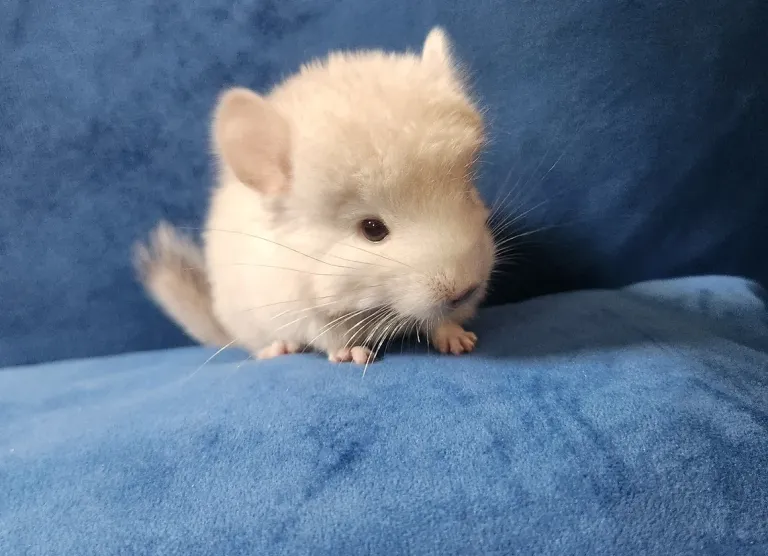 Cincillà femmina adulta - immagine 2