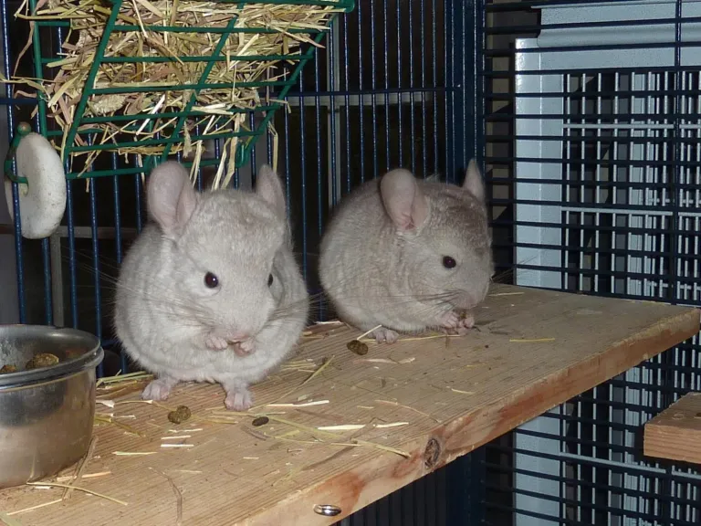 Coppia di cincillà adulti maschio e femmina in vendita in Italia