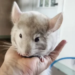 Cincillà maschio di 9 mesi in vendita in Italia