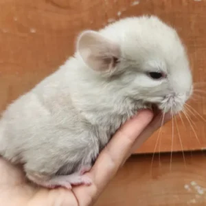 Alternative view of Cincillà maschio di 9 mesi