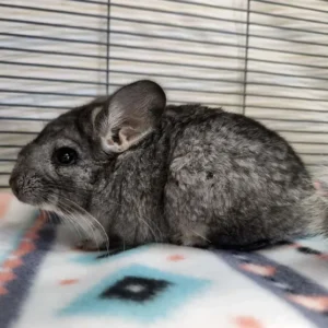 Cincillà maschio adulto in vendita in Italia