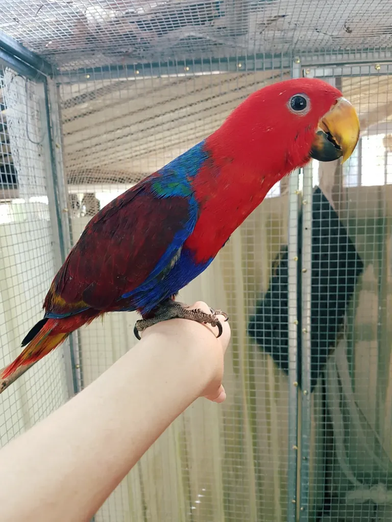 Pappagallo dai lati rossi in vendita in Italia