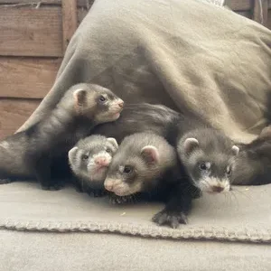 Alternative view of Furetti di 3 mesi, maschio e femmina