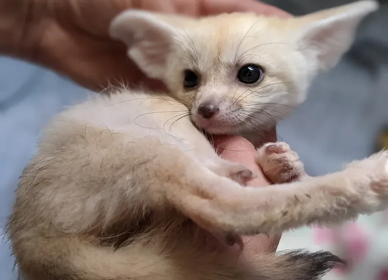 Fennek, maschio, 4 mesi - immagine 3