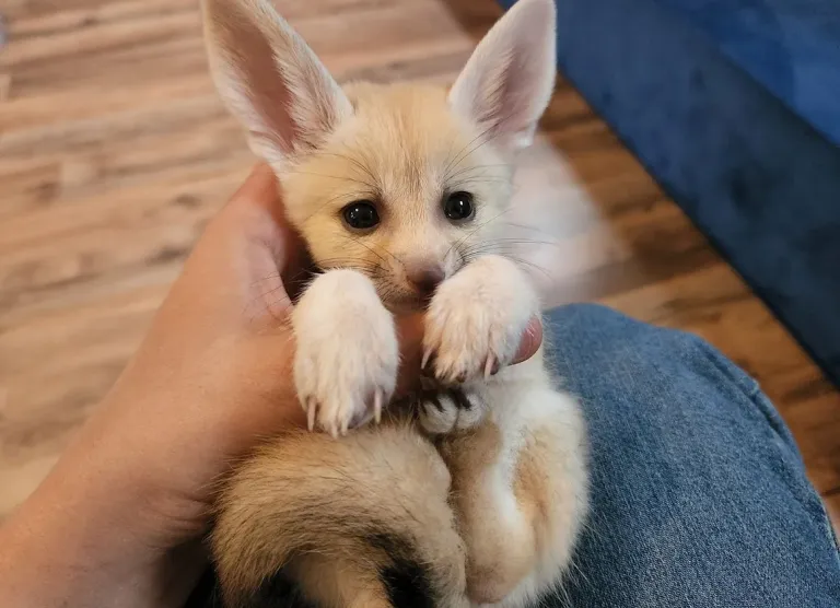 Fennek, maschio, 4 mesi - immagine 2