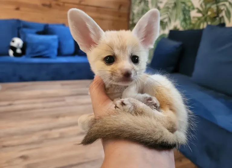 Fennek maschio in vendita in Italia