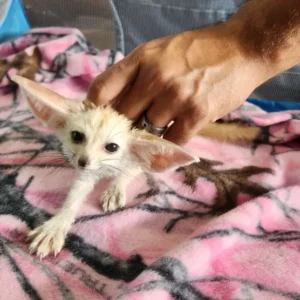 Alternative view of Fennek Fuchs, femmina, 3 mesi