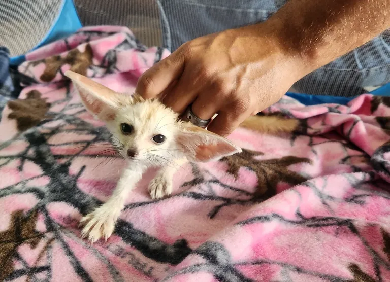 Fennek Fuchs, femmina, 3 mesi - immagine 2