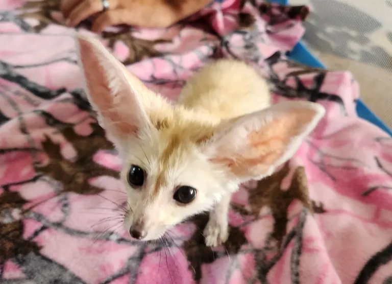 Fennek Fuchs, femmina, 3 mesi - immagine 3