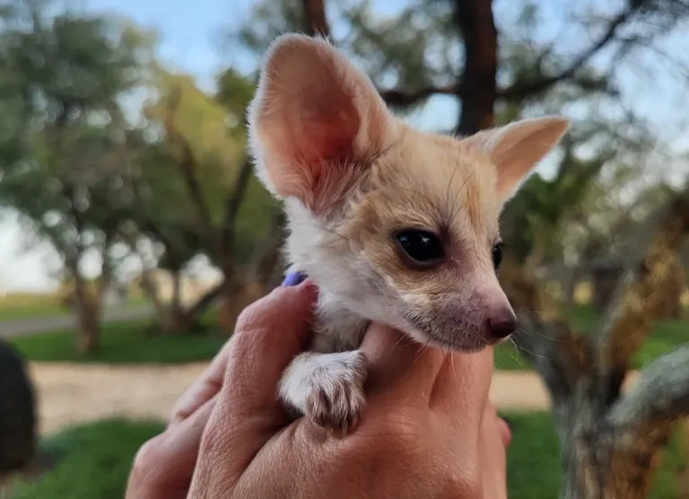 Fennek femmina in vendita in Italia