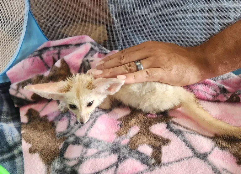 Fennek Fuchs, femmina, 3 mesi - immagine 4