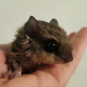 Alternative view of Scoiattolo volante cucciolo, maschio