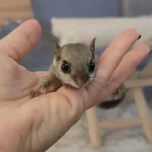 Scoiattolo volante femmina in vendita in Italia