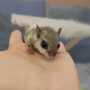 Alternative view of Scoiattolo volante femmina