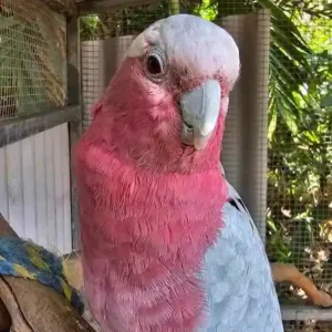 Cacatua Rosa giovane in vendita in Italia