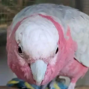 Alternative view of 8 mesi, coppia di cacatua rosa