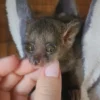 Galago femmina di 10 settimane in vendita Italia