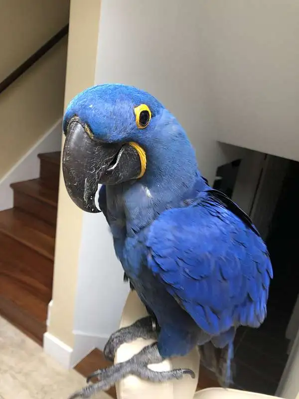 Vendita Ara giacinto, 11 mesi - immagine 2