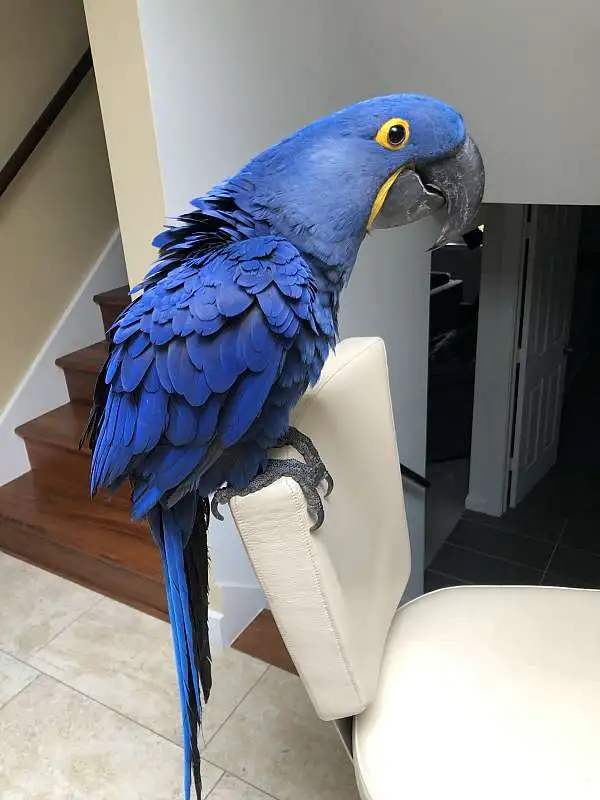 Vendita Ara giacinto, 11 mesi - immagine 3