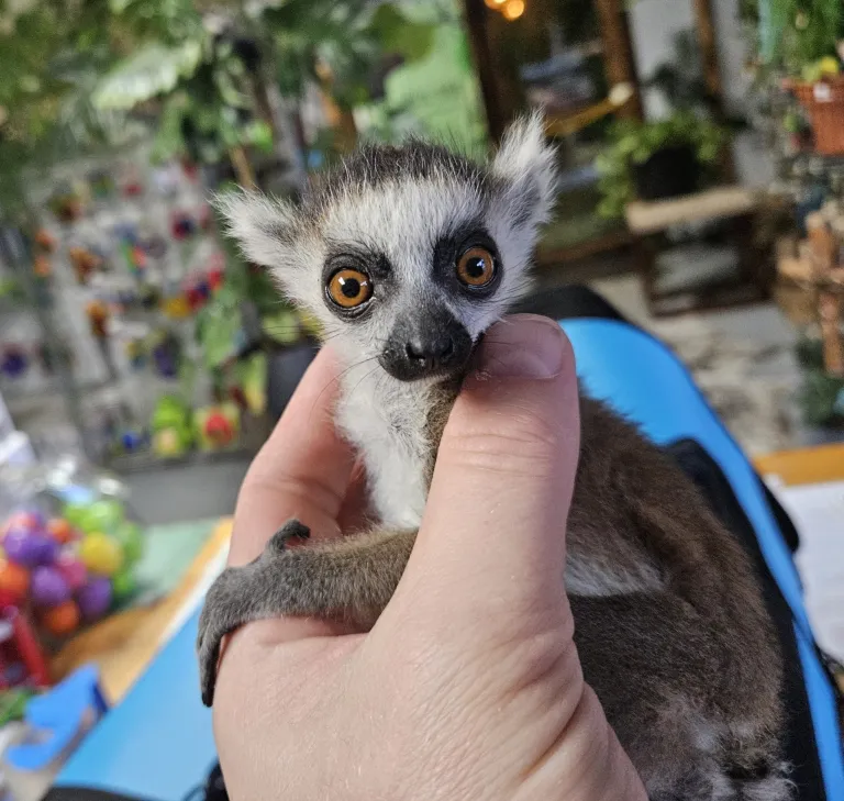 Lemure dalla coda ad anelli maschio di 2 mesi in vendita in Italia