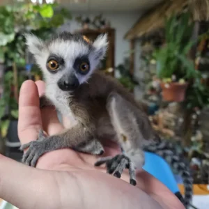 Alternative view of Lemure dalla coda ad anelli, maschio, di 2 mesi
