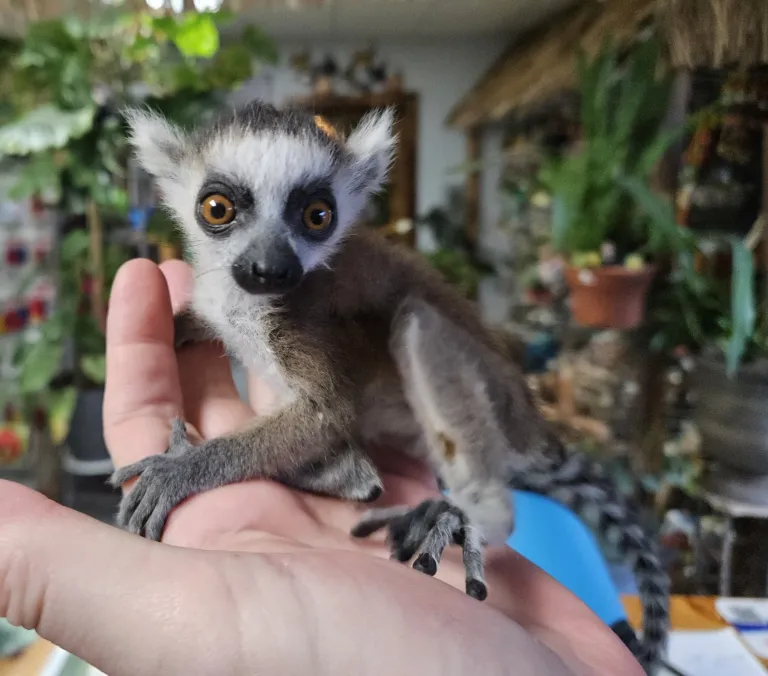 Lemure dalla coda ad anelli, maschio, di 2 mesi - immagine 2