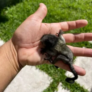 Uistitì maschio di 2 mesi in vendita Italia