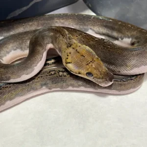 Alternative view of Pitone tigre pezzato