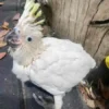 Bambino di Cacatua dalla cresta gialla in vendita in Italia