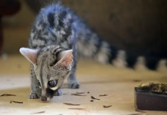 Disponibili gatti genette, maschi e femmine - immagine 3