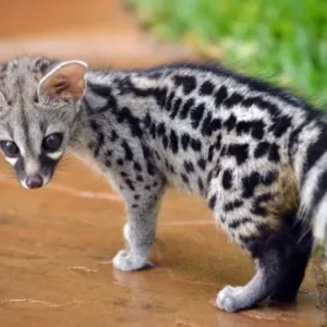 Gatti genetta in vendita in Italia