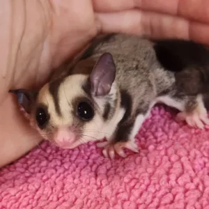 Alternative view of petaurista di 8 mesi, femmina