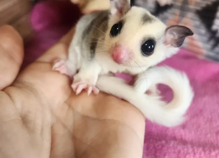 Aliante da zucchero di età inferiore a 1 anno, maschio - immagine 2