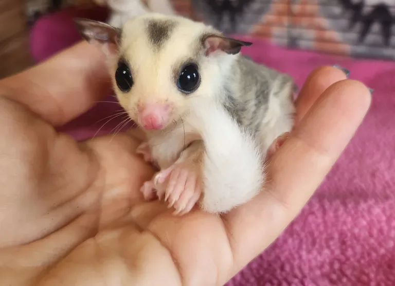 Aliante da zucchero maschio in vendita in Italia