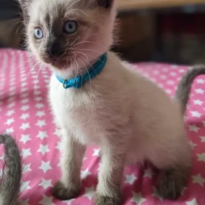 Alternative view of 12 settimane di età: gattini Siam di razza in vendita