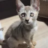 Gatto Singapura femmina in vendita in Italia