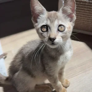 Gatto Singapura femmina in vendita in Italia