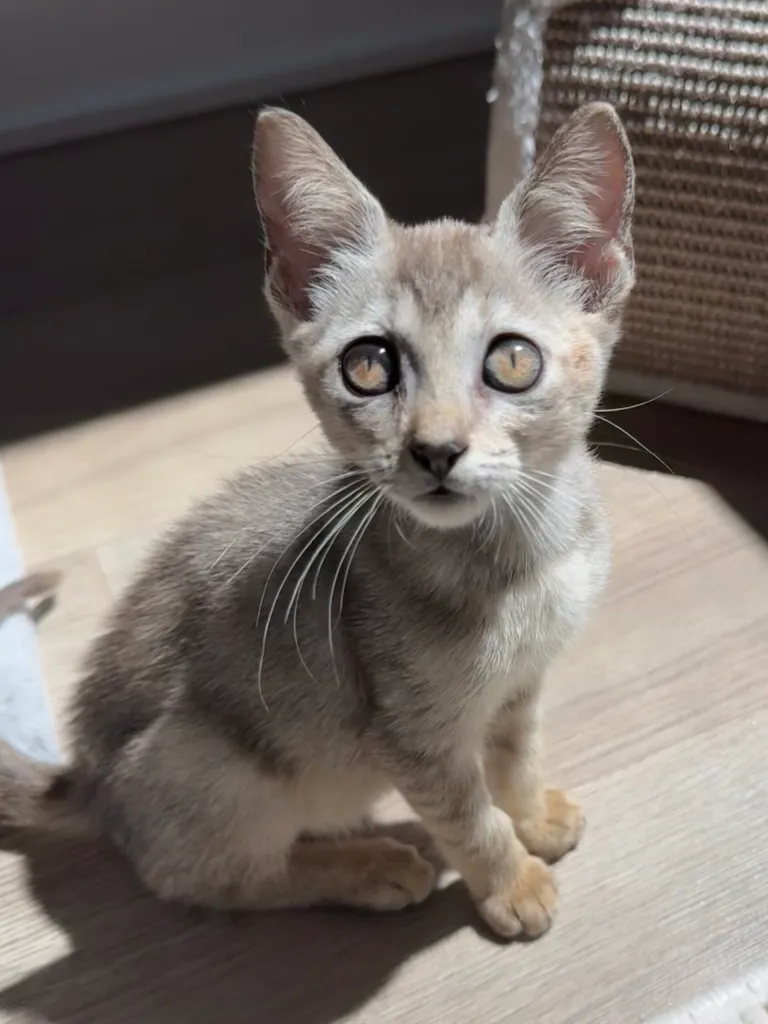 Gatto Singapura femmina in vendita in Italia