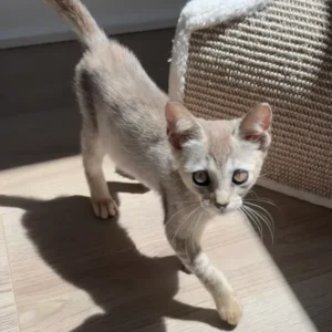 Alternative view of Singapura femminile in vendita, 3 mesi