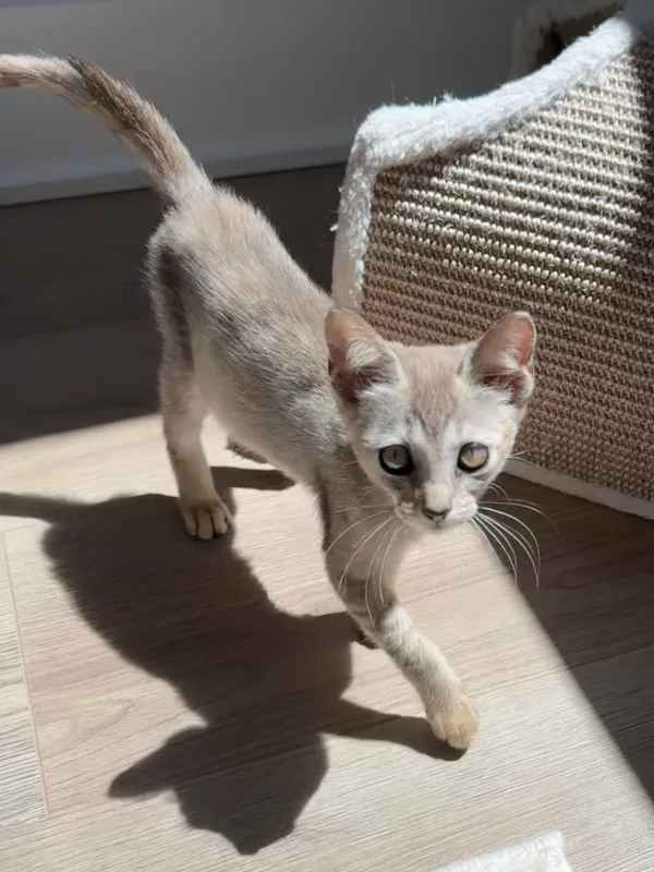 Singapura femminile in vendita, 3 mesi - immagine 2