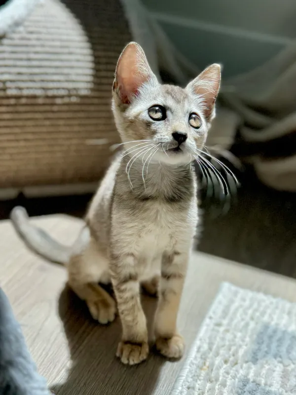 Singapura femminile in vendita, 3 mesi - immagine 3