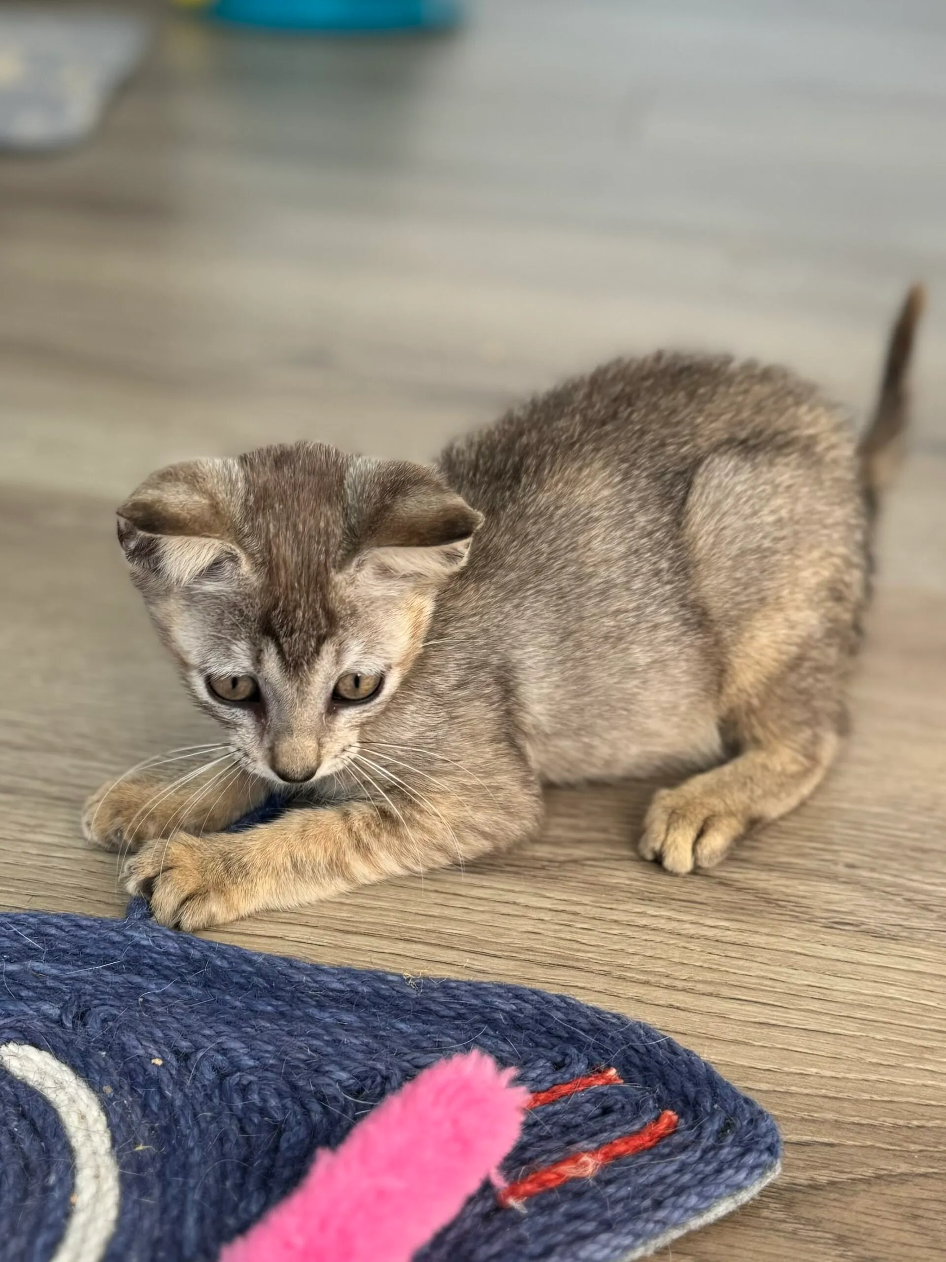 Gatto Singapura maschio in vendita in Italia