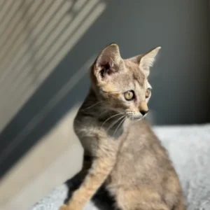 Alternative view of Maschio Singapura in vendita, 10 settimane