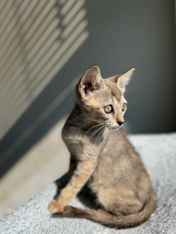 Maschio Singapura in vendita, 10 settimane - immagine 2