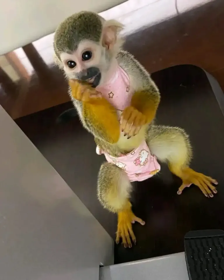 Scimmia scoiattolo di 10 settimane, maschio - immagine 3